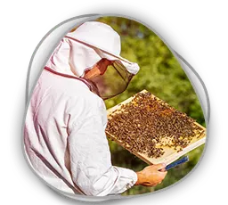 Arı Sütü Üretimi ve Ana Arı Yetiştiriciliği Kursu