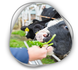 Besi Sığırcılığı, Küçükbaş Hayvan Yetiştiriciliği, Süt Sığırı Yetiştiriciliği Eğitim Paketi 