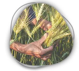 Buğdaygil Yem Bitkileri Yetiştiriciliği Kursu